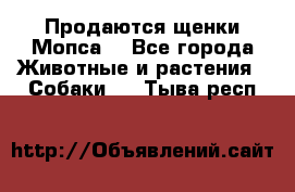 Продаются щенки Мопса. - Все города Животные и растения » Собаки   . Тыва респ.